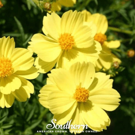 Lemon Sulphur Dwarf Cosmos – 100 Seeds