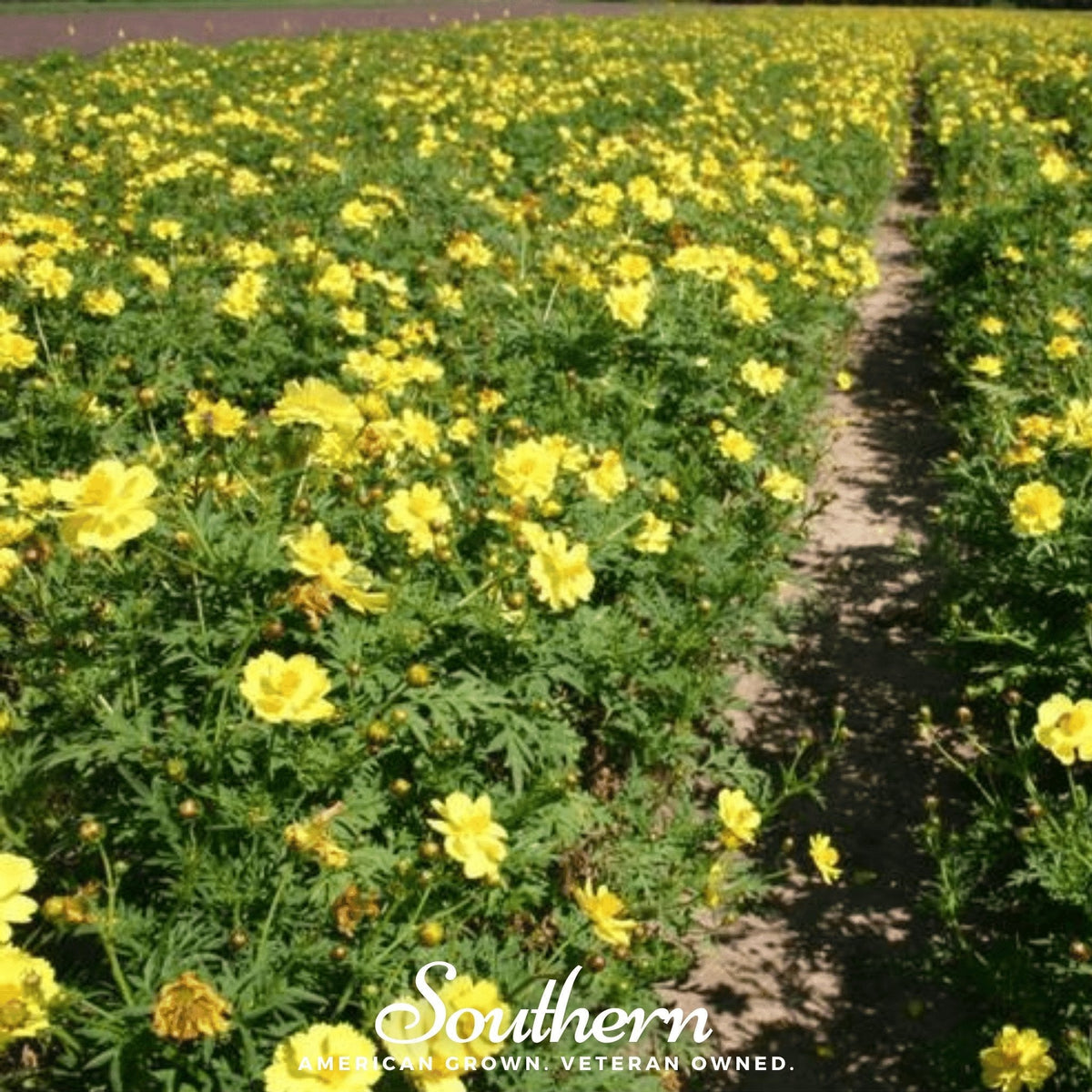 Lemon Sulphur Dwarf Cosmos – 100 Seeds