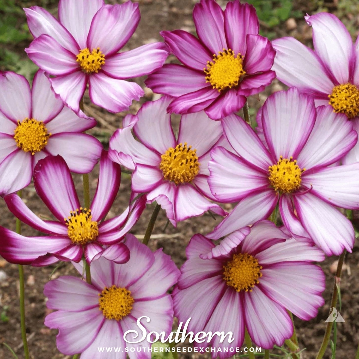 Picotee Cosmos – 100 Seeds