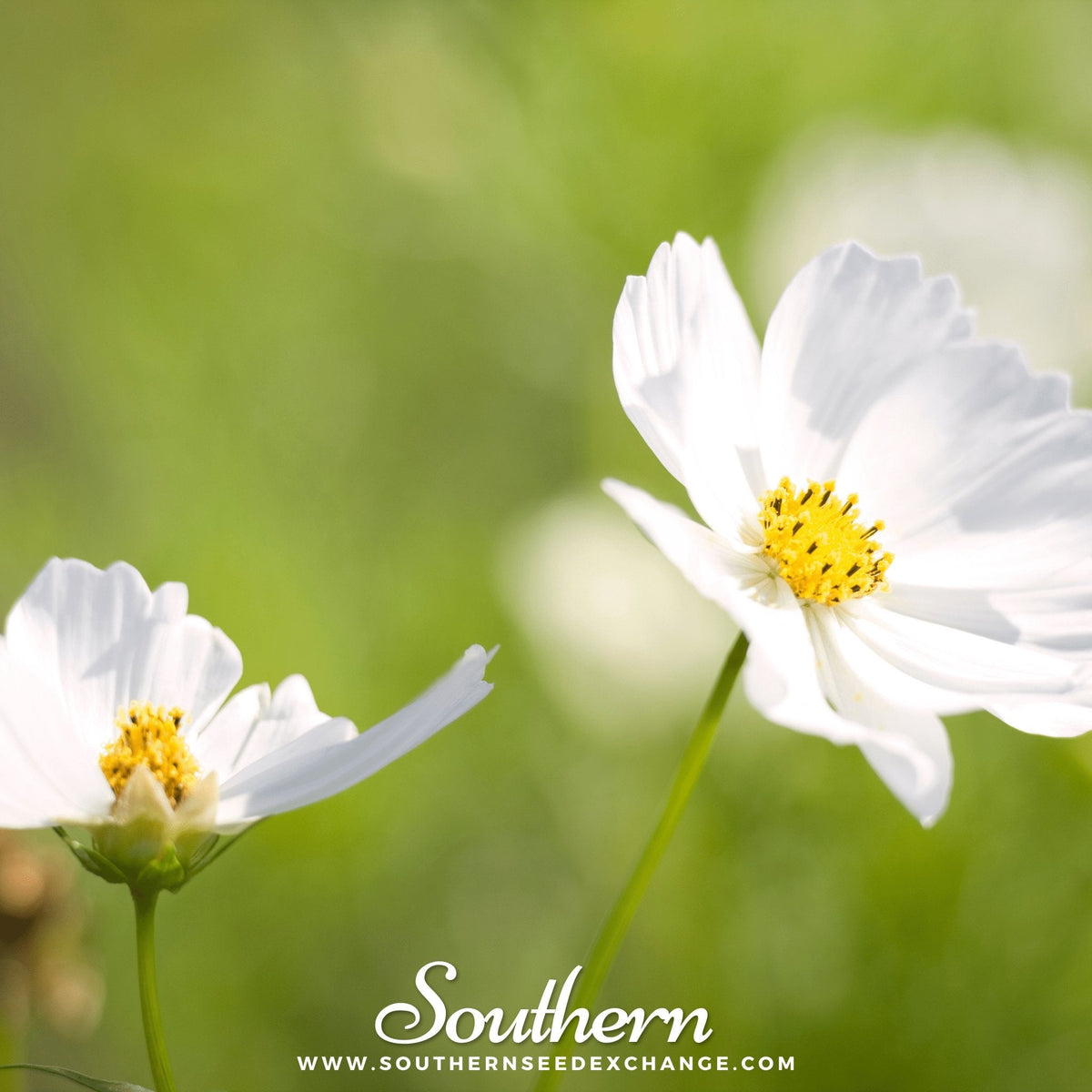 Purity Cosmos – 100 Seeds