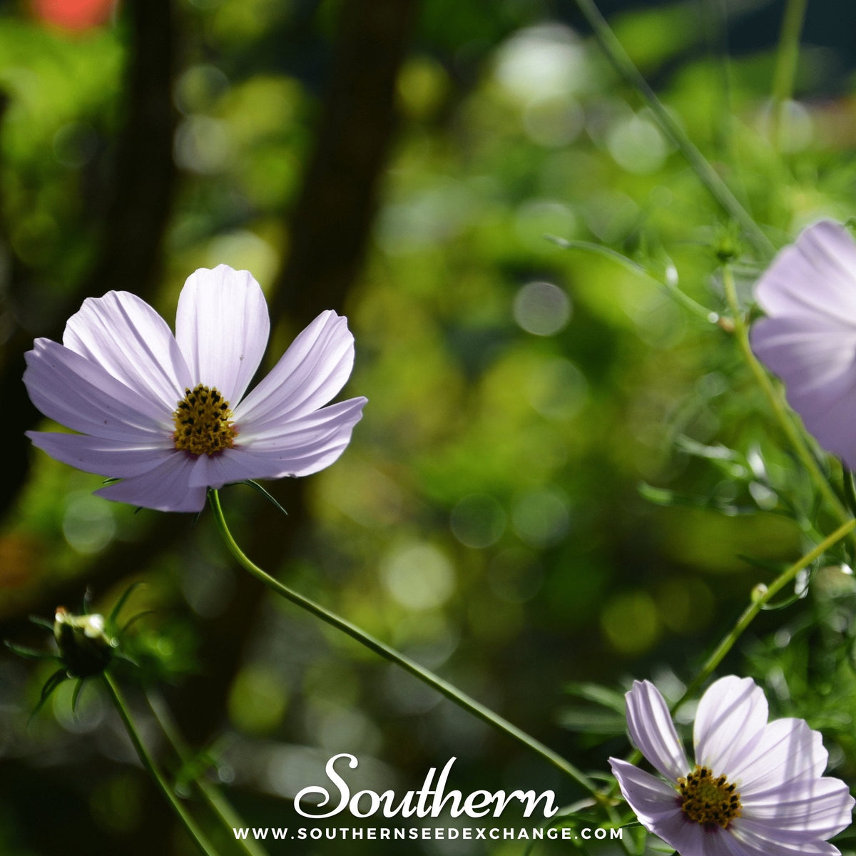 Purity Cosmos – 100 Seeds