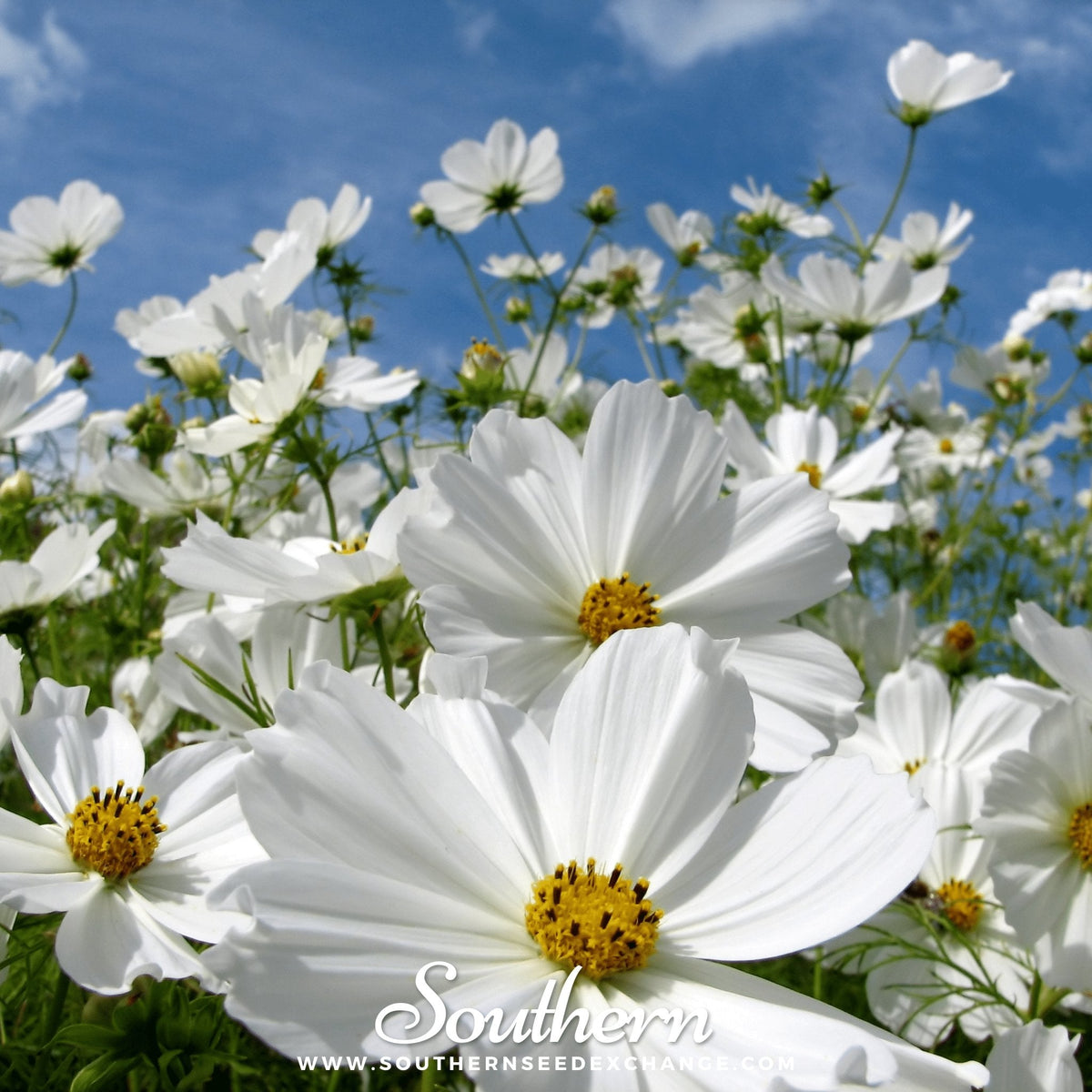 Purity Cosmos – 100 Seeds