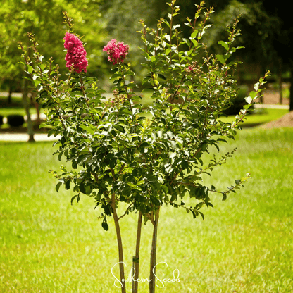 Crape Myrtle – 50 Seeds
