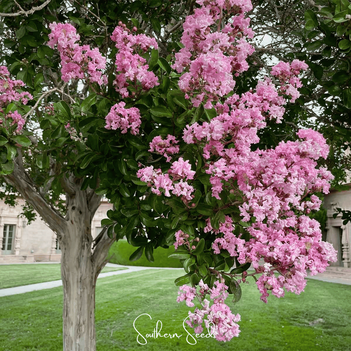 Crape Myrtle – 50 Seeds