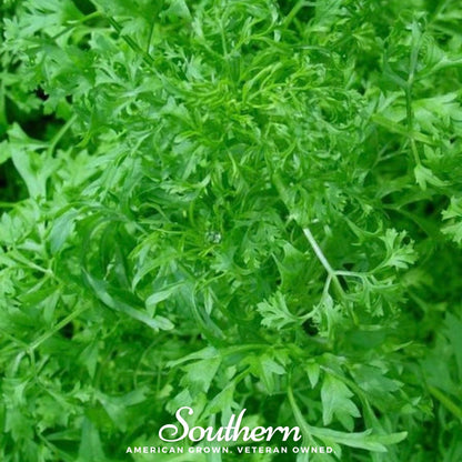 Curled Cress – 200 Seeds