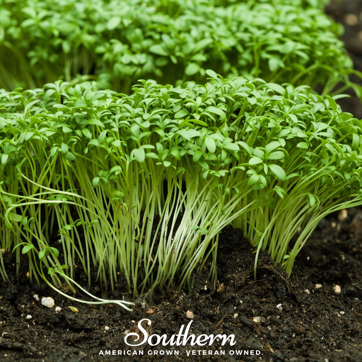 Pepper Cress – 500 Seeds
