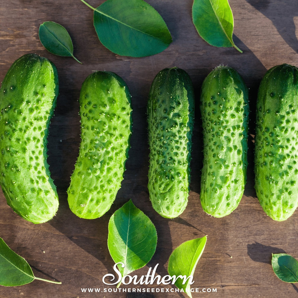Boston Pickling Cucumber – 30 Seeds