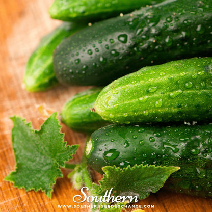Marketmore 76 Cucumber – 30 Seeds
