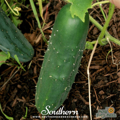 Marketmore 76 Cucumber – 30 Seeds