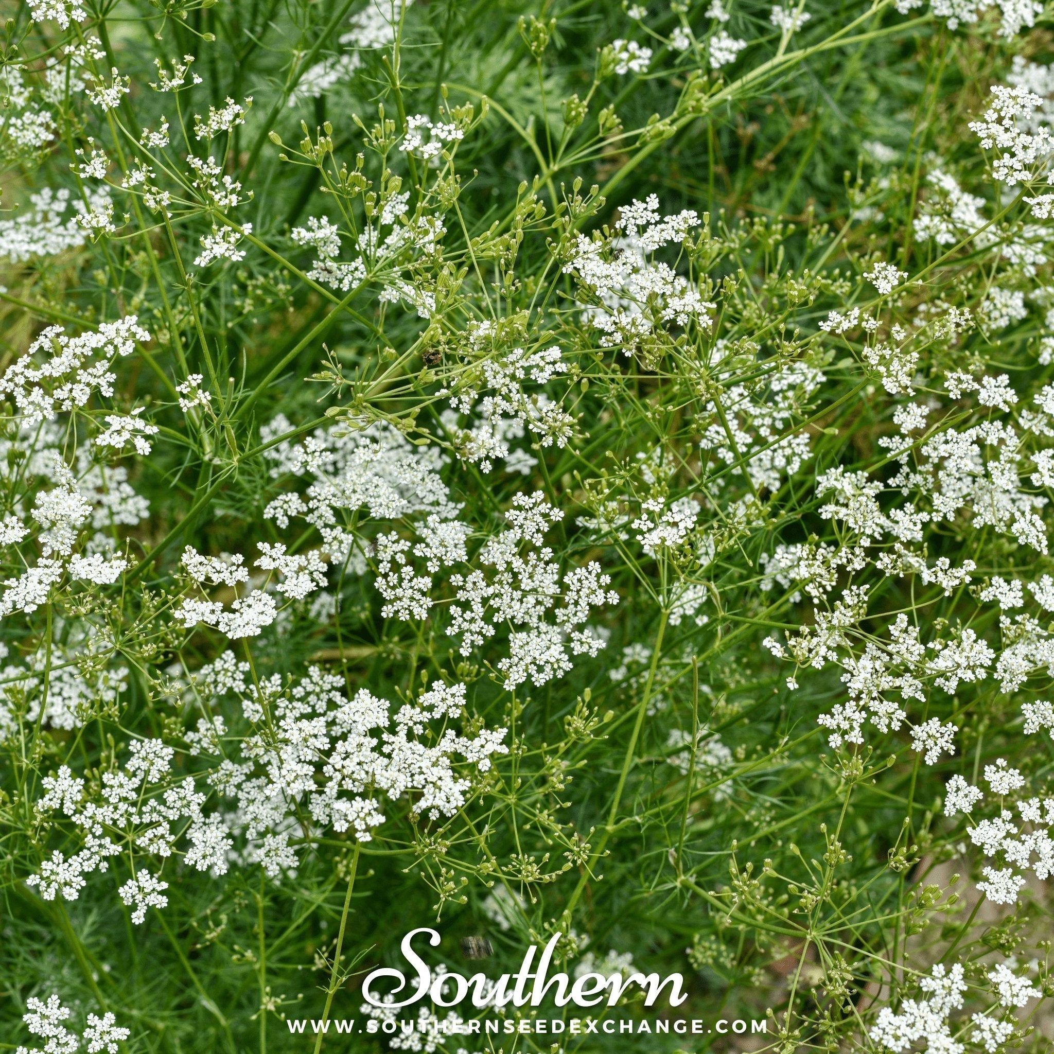 Cumin – 100 Seeds