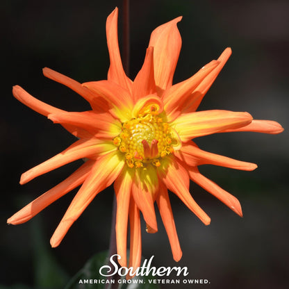 Cactus Dahlia Mix – 25 Seeds