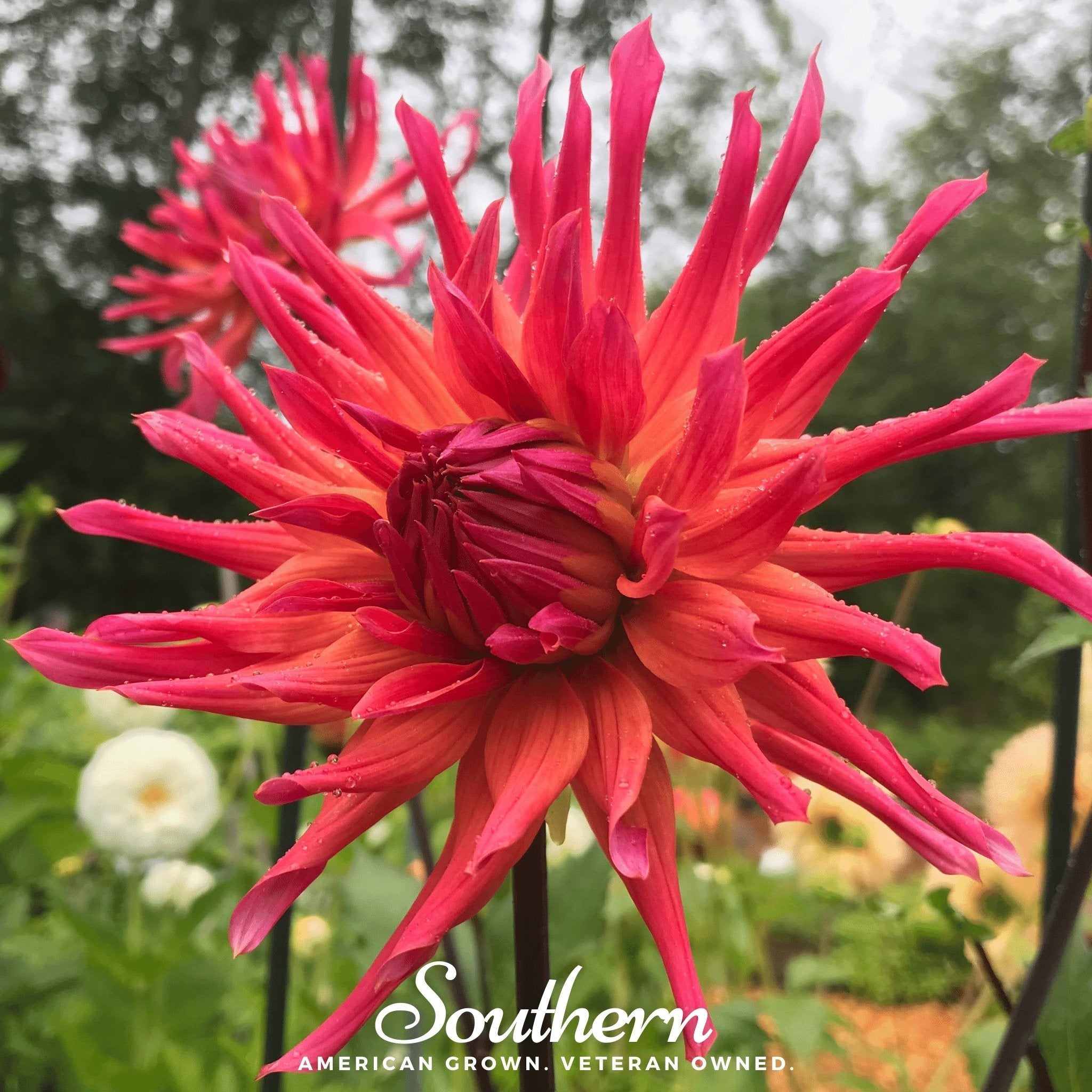 Cactus Dahlia Mix – 25 Seeds