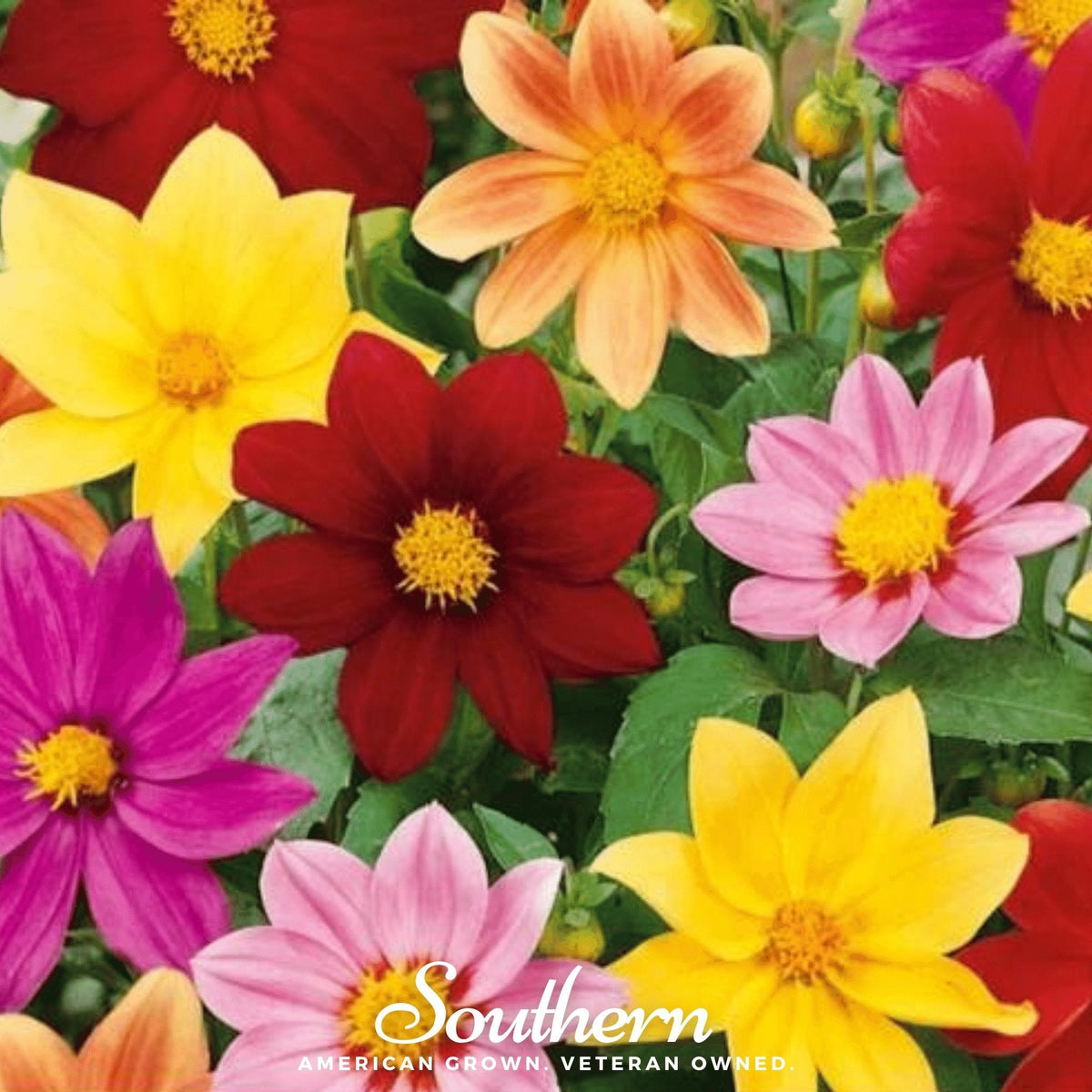 Mignon Dahlia Mix – 25 Seeds