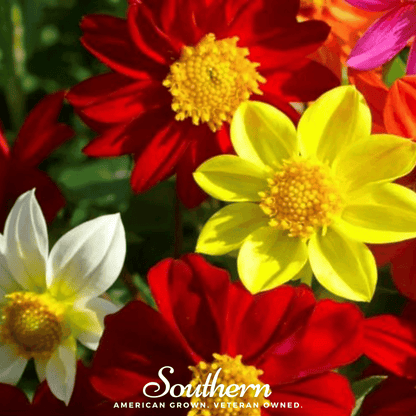 Mignon Dahlia Mix – 25 Seeds