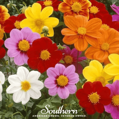 Mignon Dahlia Mix – 25 Seeds