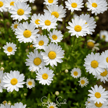 Creeping Daisy – 100 Seeds