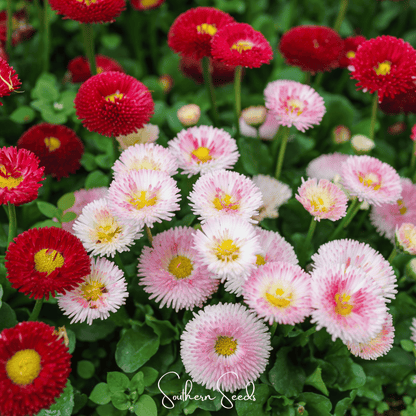 Super Enorma English Daisy Mix – 100 Seeds
