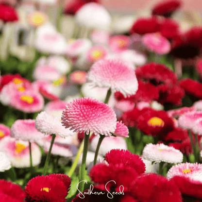 Super Enorma English Daisy Mix – 100 Seeds