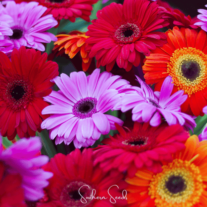 Gerbera Daisy Mix – 20 Seeds