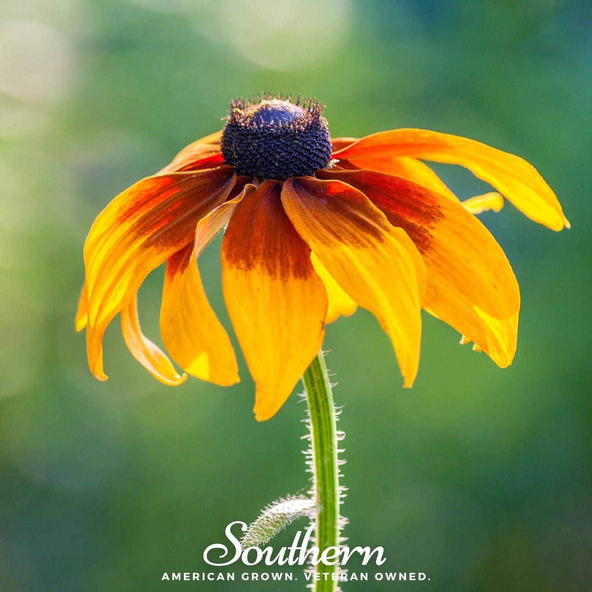 Gloriosa Daisy – 100 Seeds