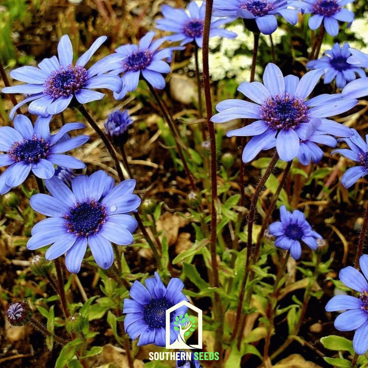 The Blues Blue Daisy – 50 Seeds