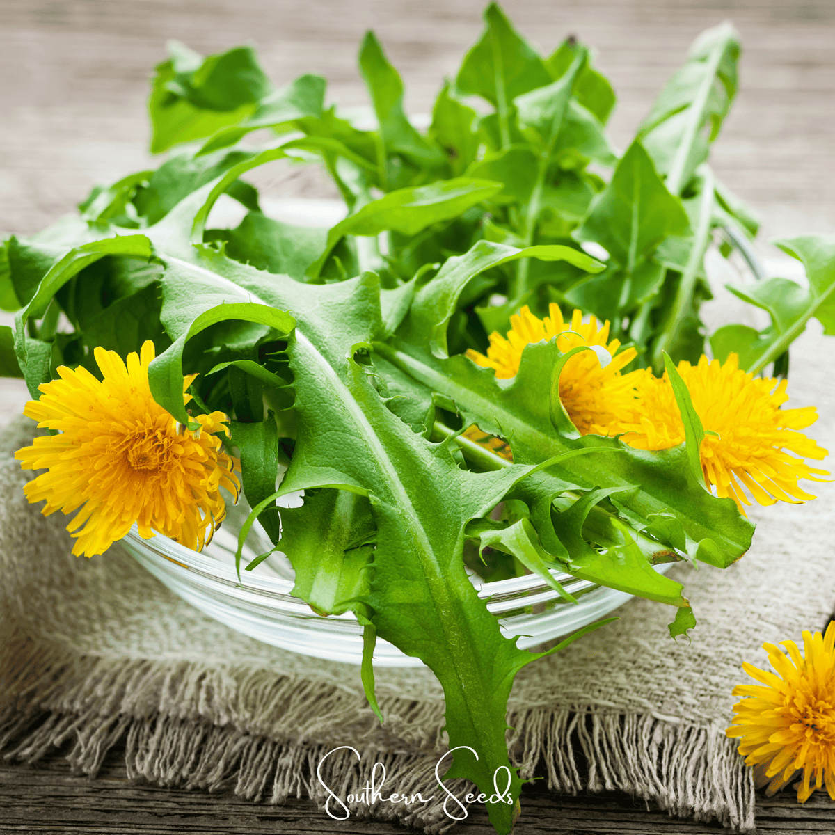 True Dandelion – 50 Seeds