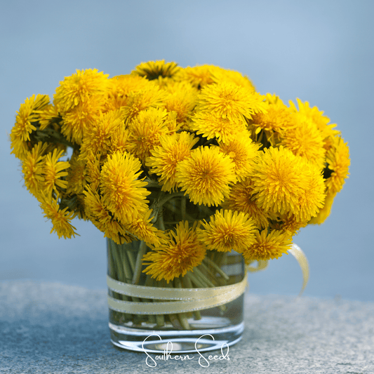 True Dandelion – 50 Seeds