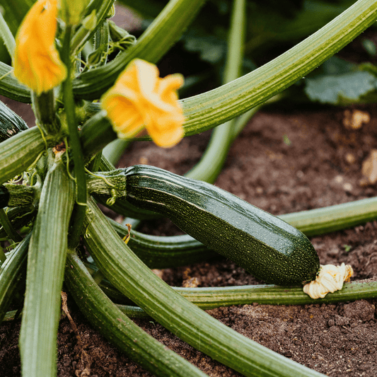 Dark Green Zucchini Summer Squash – 25 Seeds