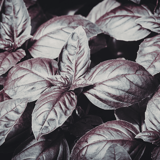 Dark Opal Basil – 250 Seeds