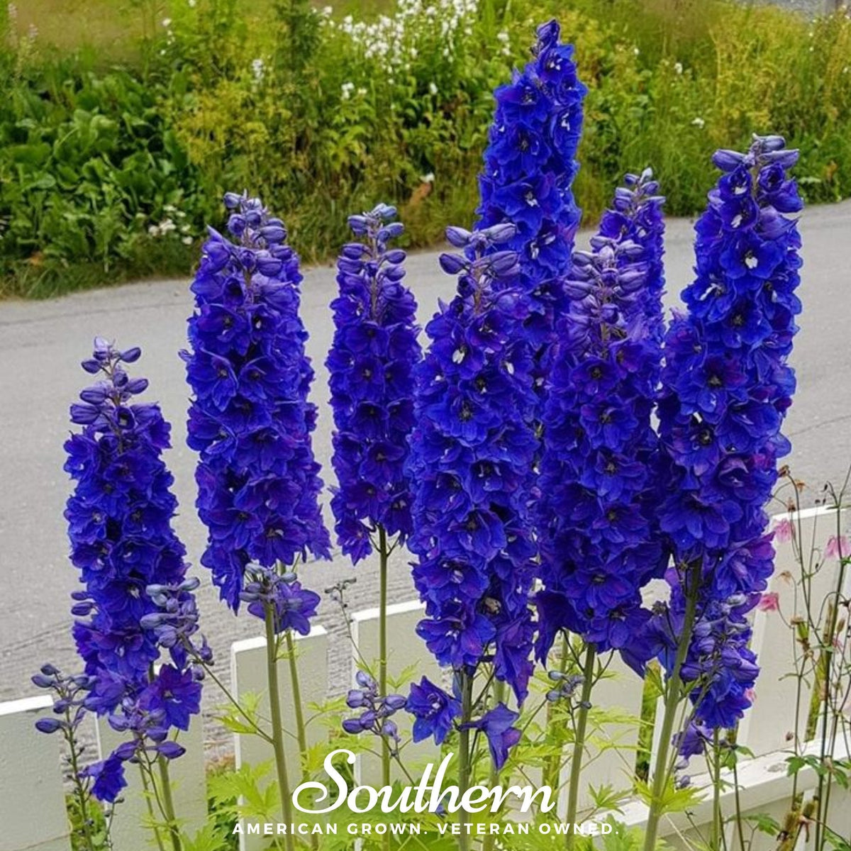 Black Knight Delphinium – 25 Seeds