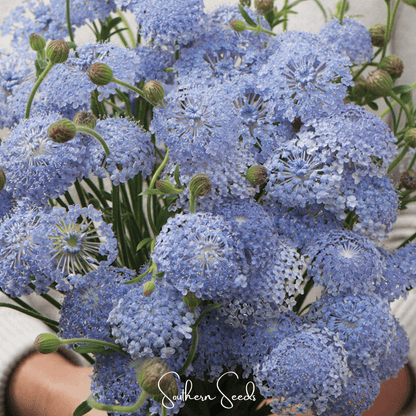 Blue Lace Flower Didiscus – 50 Seeds