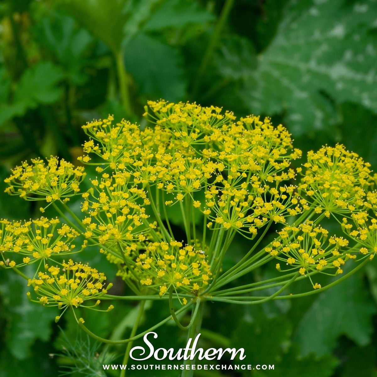 Bouquet Dill – 100 Seeds