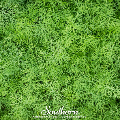 Dwarf Fernleaf Dill – 100 Seeds
