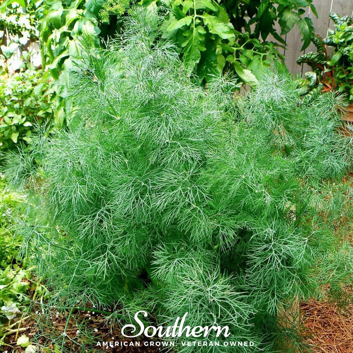 Dwarf Fernleaf Dill – 100 Seeds