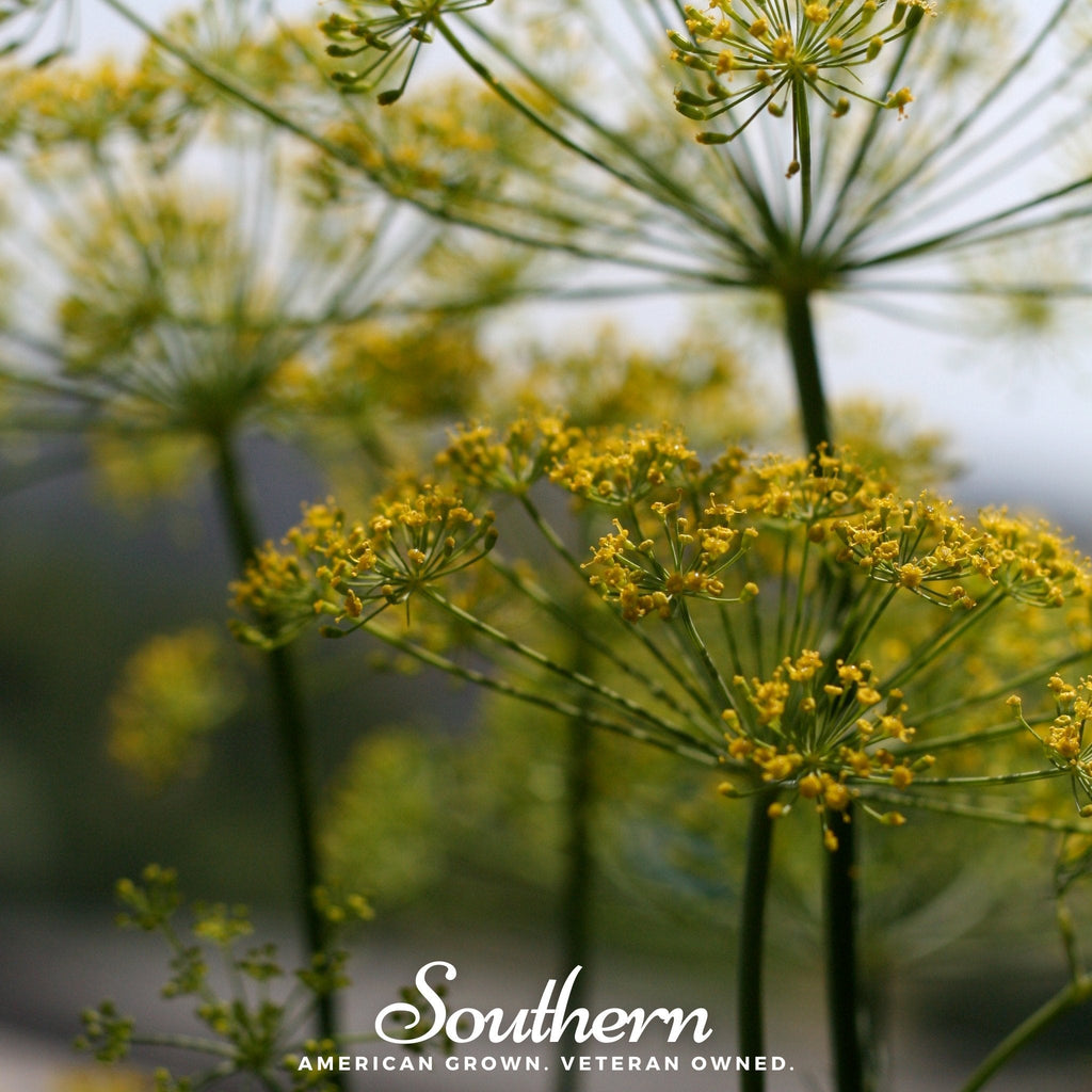Mammoth Long Island Dill – 100 Seeds