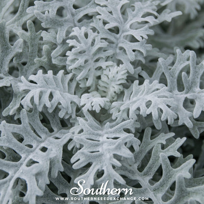 Dusty Miller Sivertown – 200 Seeds