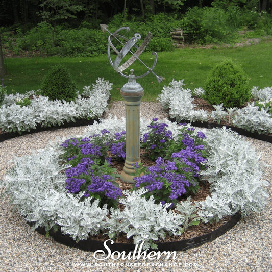 Dusty Miller Sivertown – 200 Seeds