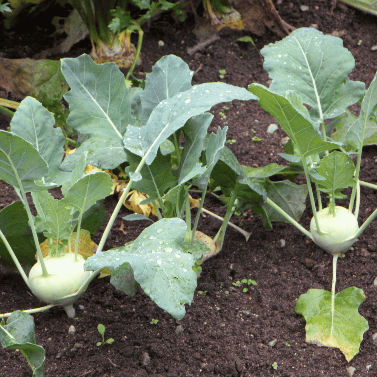 Early White Vienna Kohlrabi – 100 Seeds