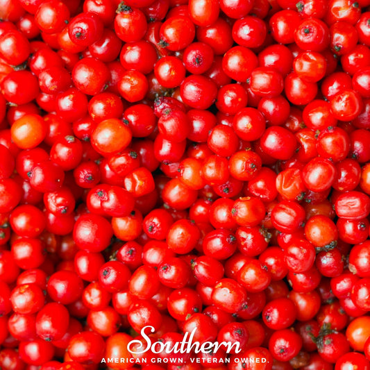 Pacific Red Elderberry – 50 Seeds