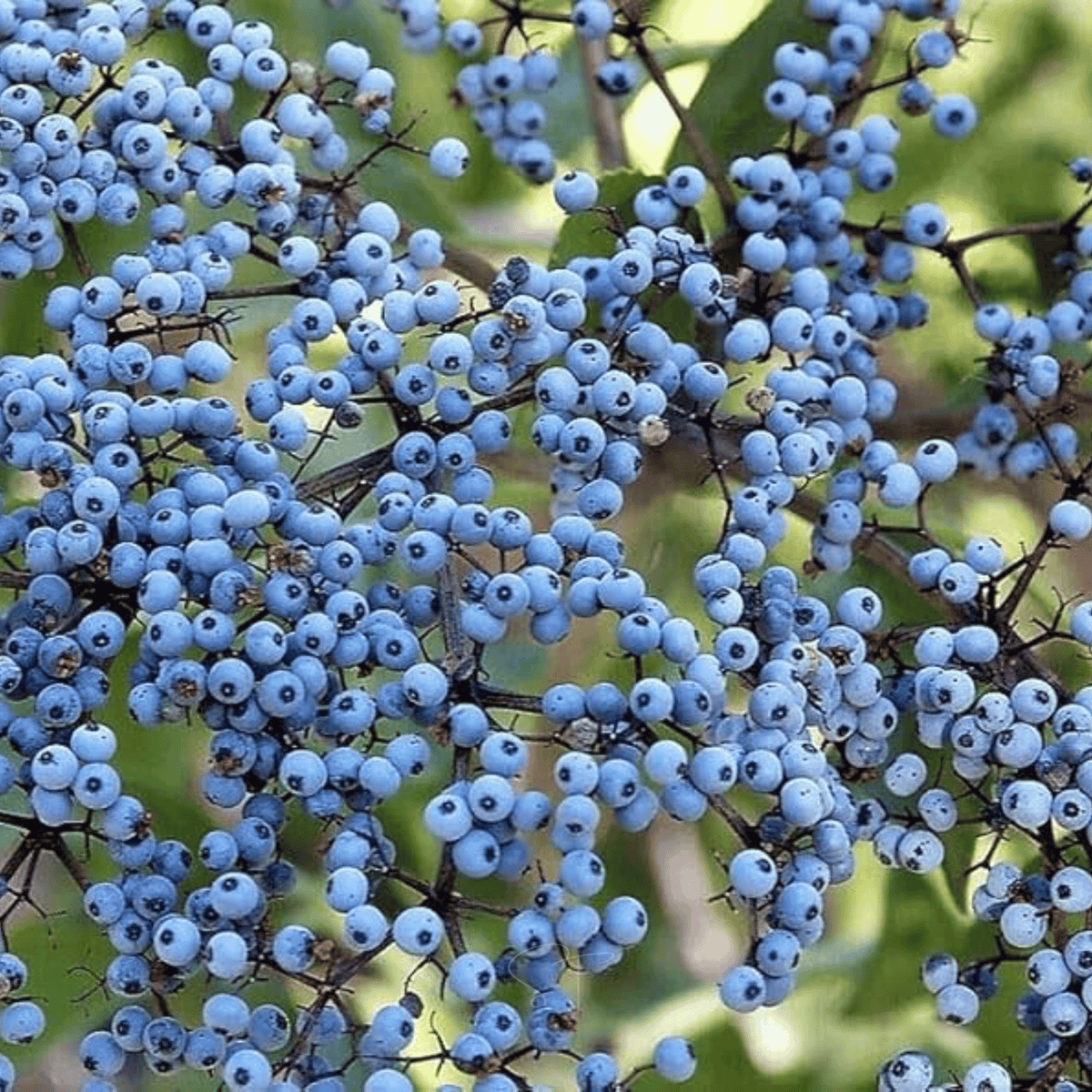 Elderberry Seed Collection (American Black • Red • Blue)