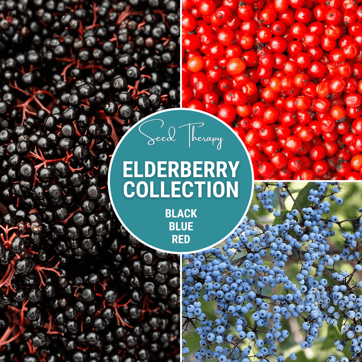 Elderberry Seed Collection (American Black • Red • Blue)