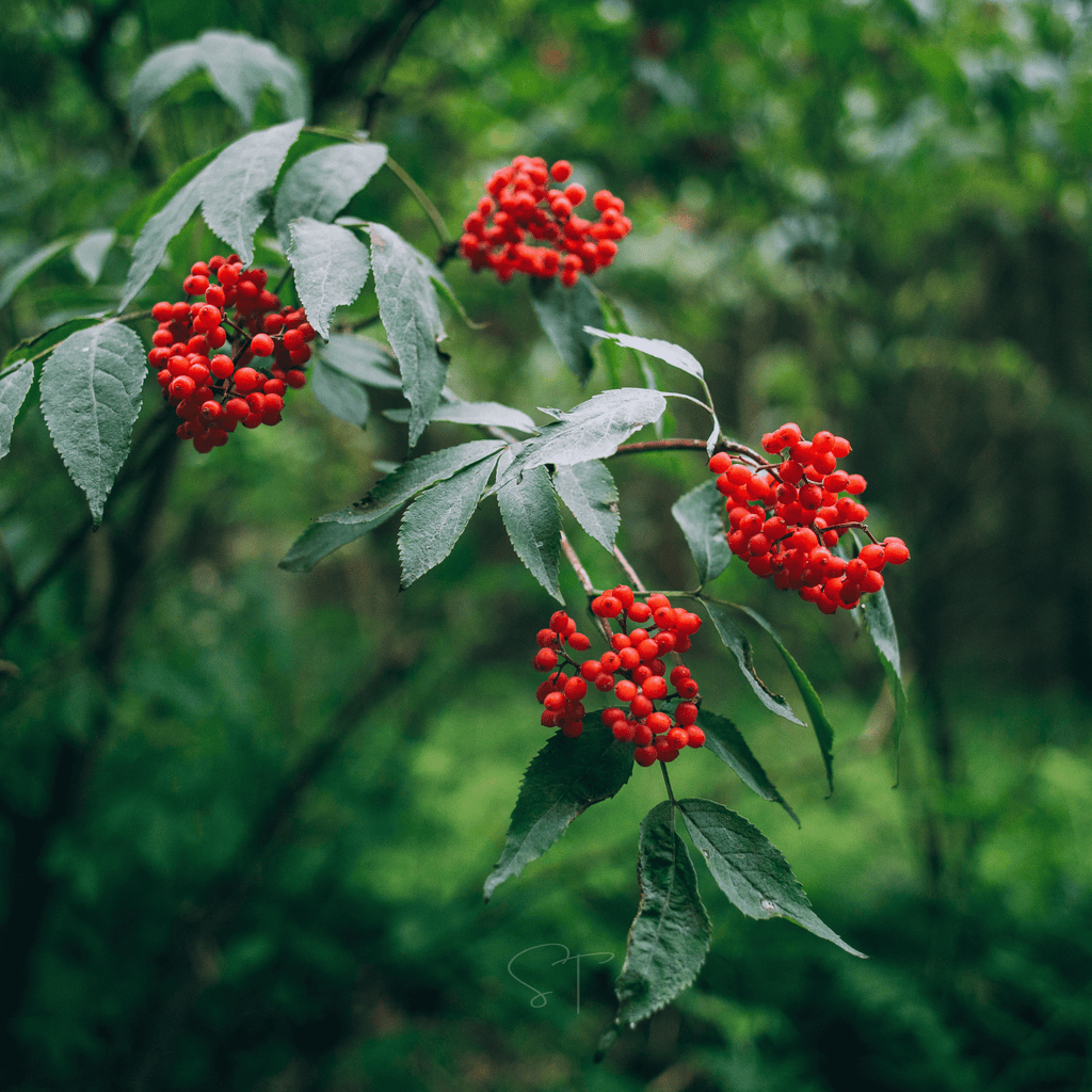 Elderberry Seed Collection (American Black • Red • Blue)