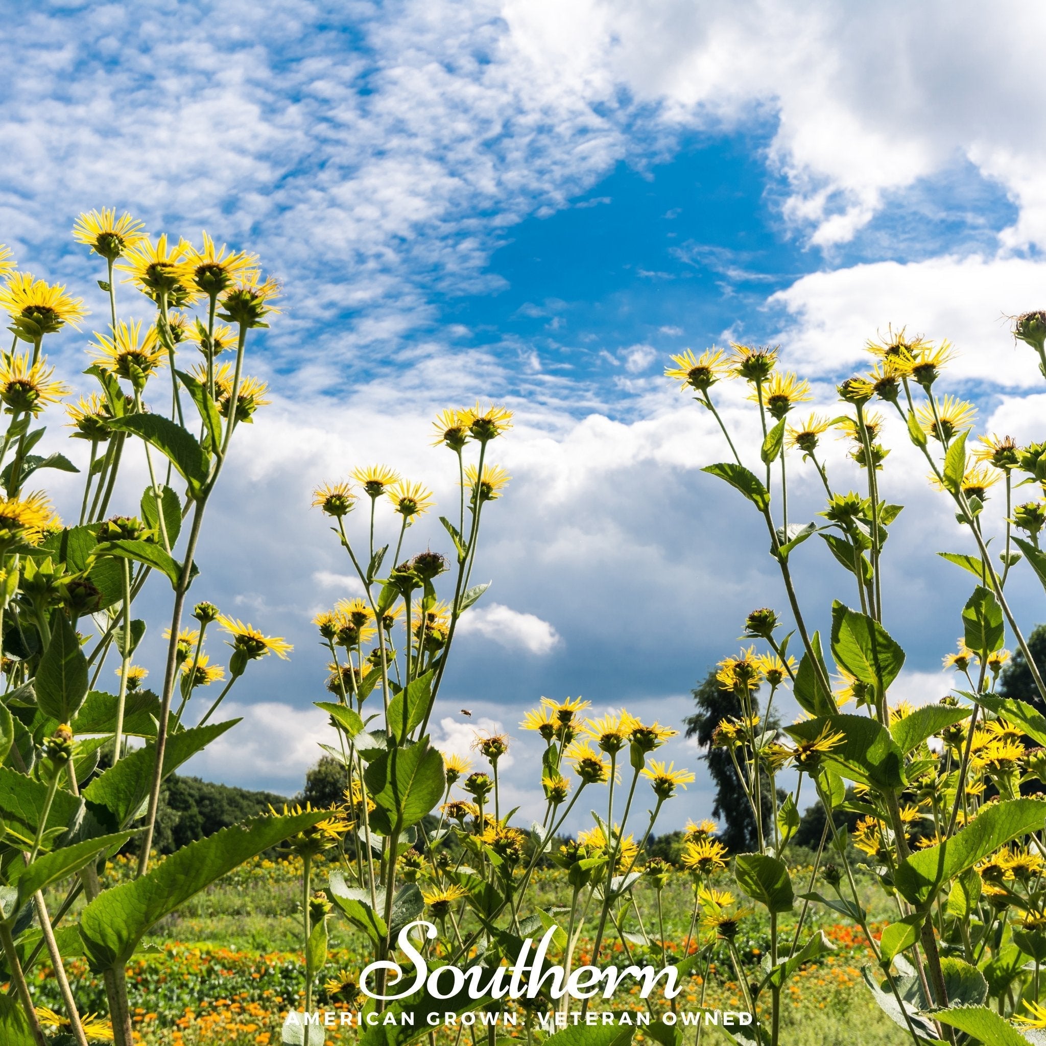 Elecampane – 25 Seeds