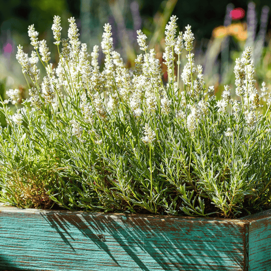 Ellagance Snow Lavender – 20 Seeds