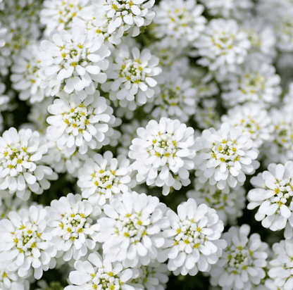Empress Rocket Candytuft – 100 Seeds