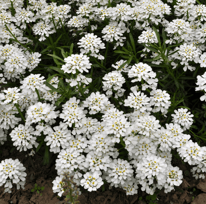 Empress Rocket Candytuft – 100 Seeds