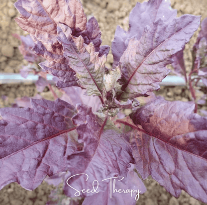 Red Oaxaca Epazote – 100 Seeds