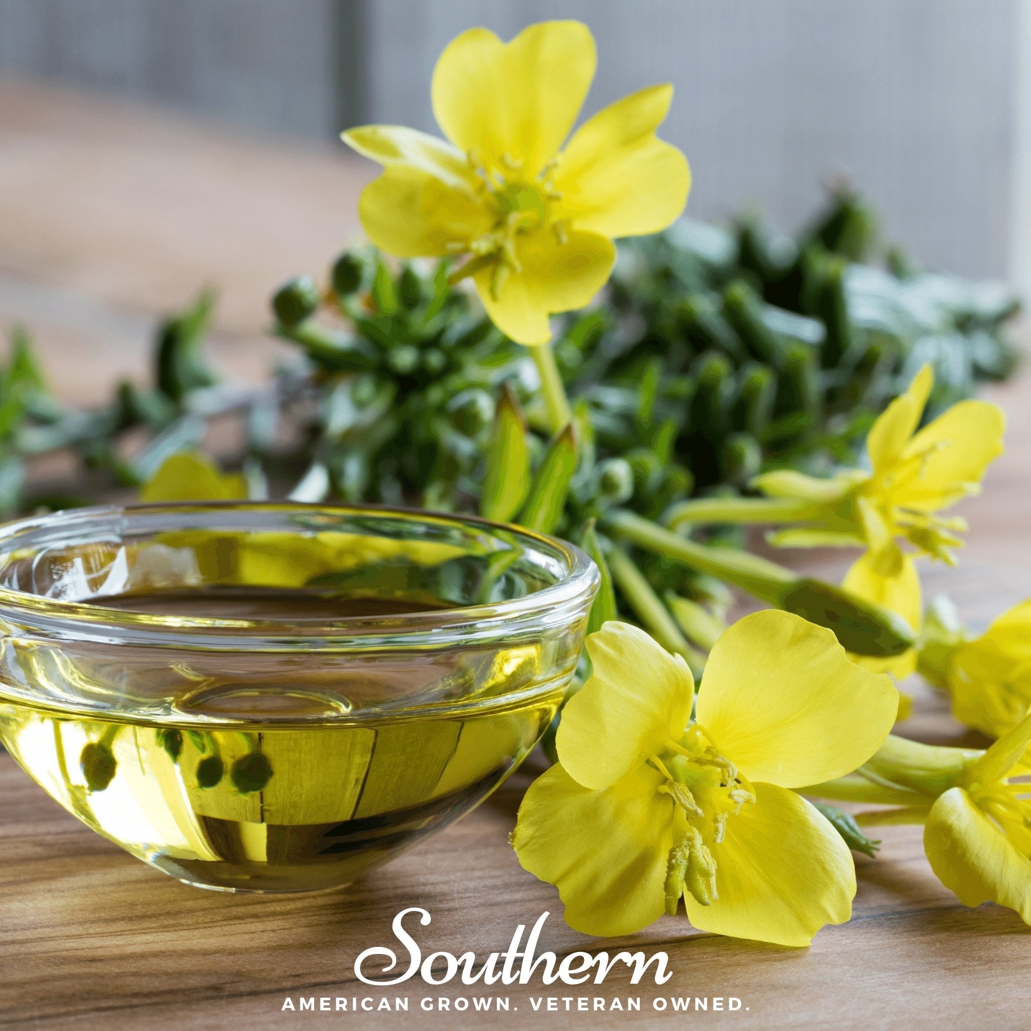 Common Evening Primrose – 100 Seeds