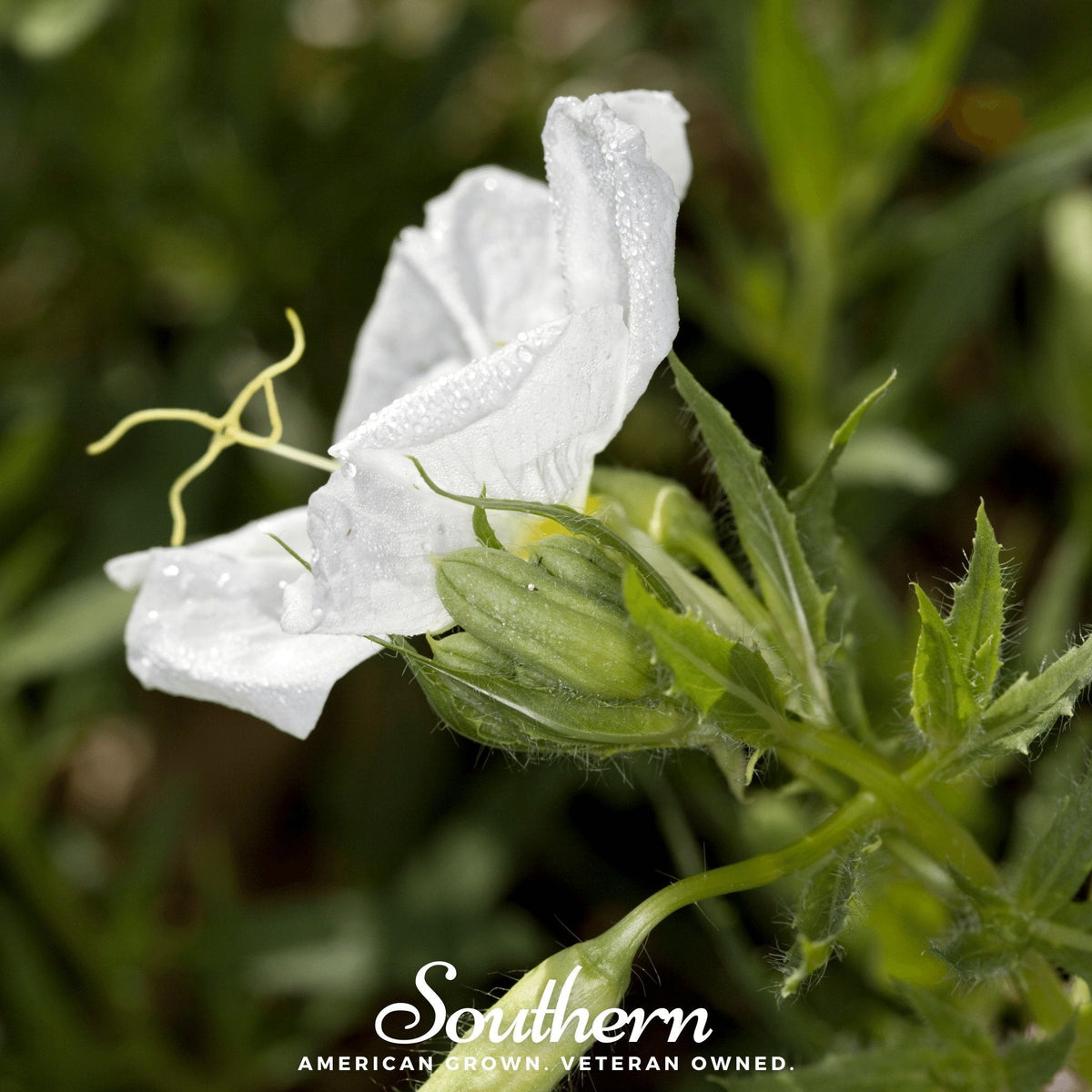 Pale Evening Primrose – 100 Seeds