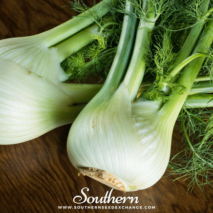 Florence Fennel – 200 Seeds